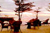 Radisson Plaza Resort Tahiti 